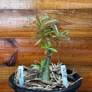 2612 31 Vaso 8 Litros Rosa do Deserto Mustang