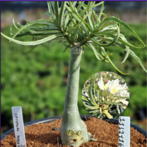 1112 116 Vaso 8 Litros Rosa do Deserto Crispum White (viveiro)