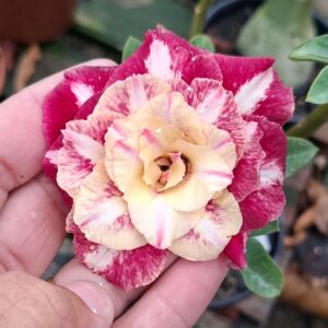 Baby - Rosa Do Deserto Camaleoa