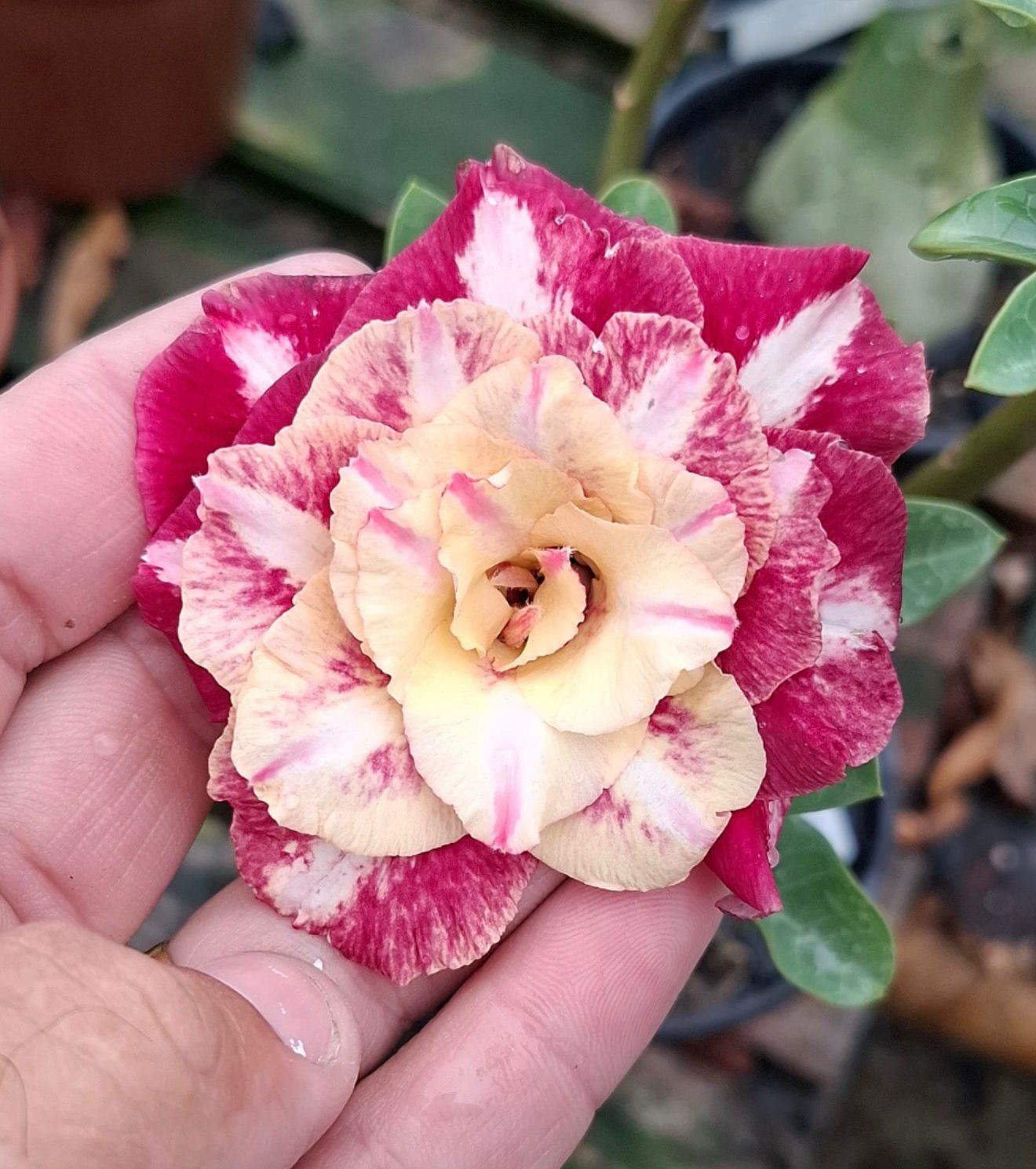 Baby - Rosa Do Deserto Camaleoa