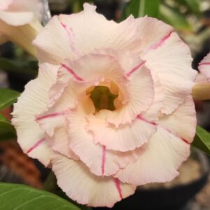 Pré Venda - Rosa do Deserto Blend