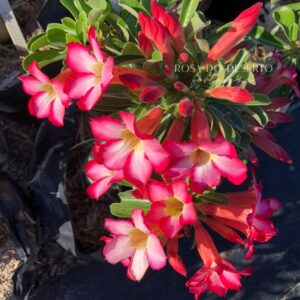 Podadinha - Rosa do Deserto Cristata Pink