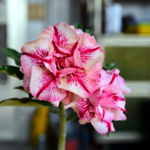 Podadinha - Rosa do Deserto Daisy Love