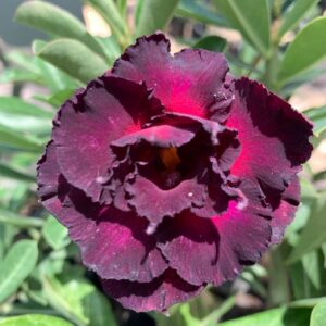 Pré Venda - Rosa do Deserto Purple Eyes Roxa