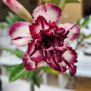 Baby - Rosa do Deserto Rubi Ro