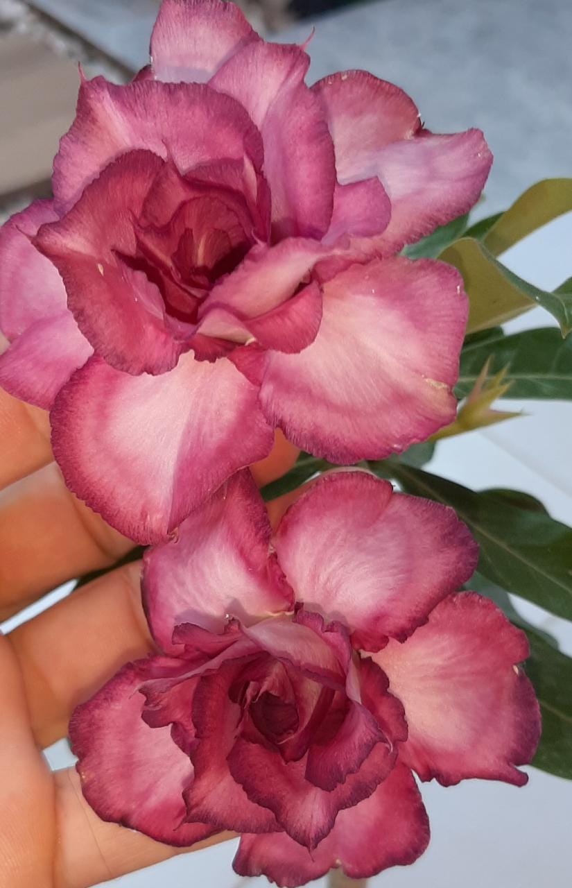 Podadinha - Rosa do Deserto Mau - Imagem 4