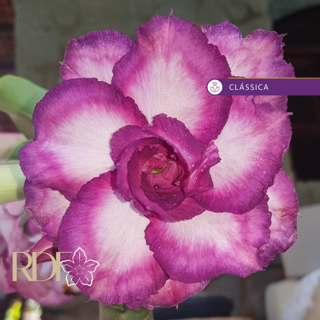 Podadinha - Rosa do Deserto Mau