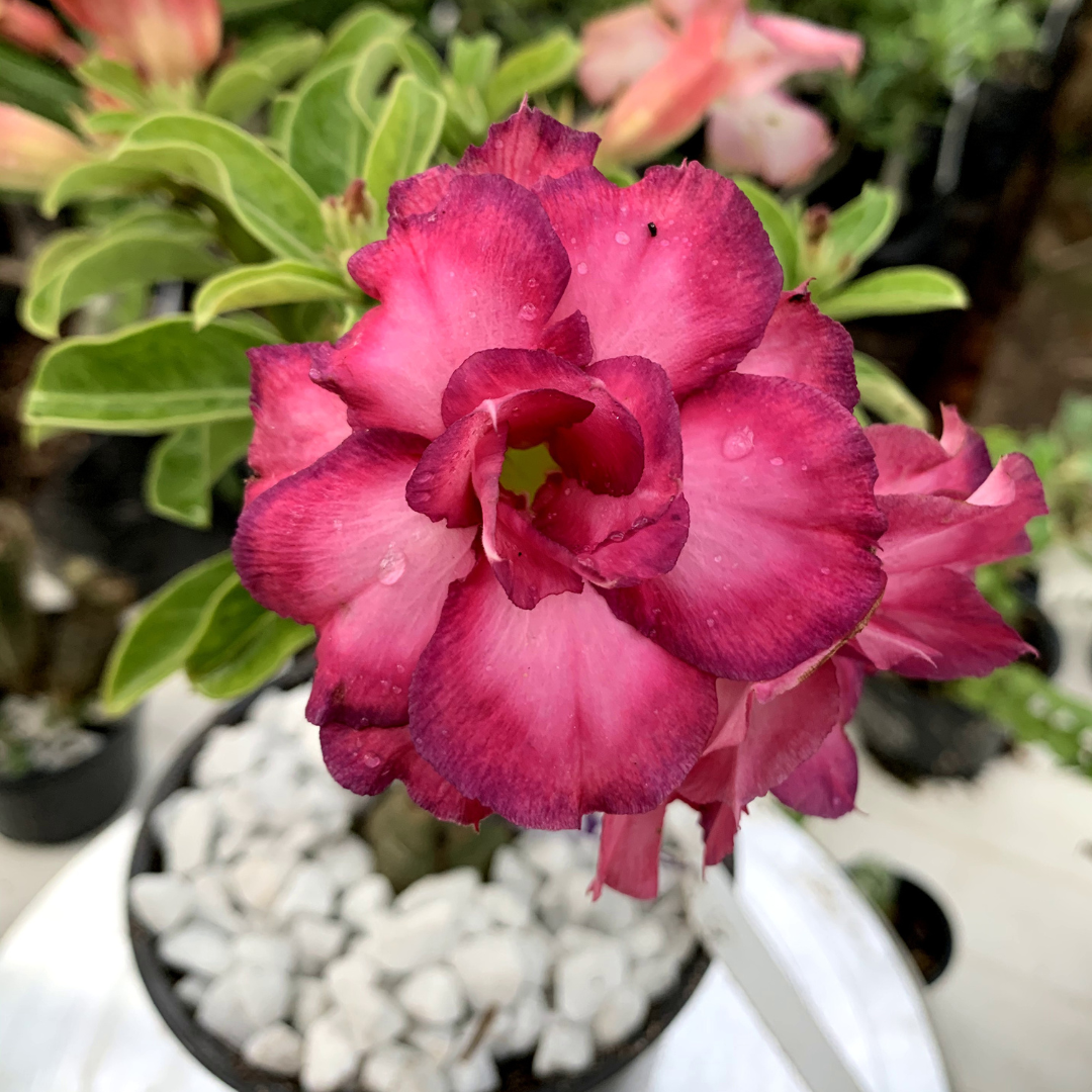 Podadinha - Rosa do Deserto Mau - Imagem 2