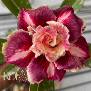 Pré Venda - Rosa do Deserto Mei Xiang