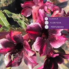 Baby - Rosa do Deserto Barbie Girl