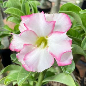 Baby - Rosa Do Deserto Bri - Rose Buquê (Bridal Rosa)