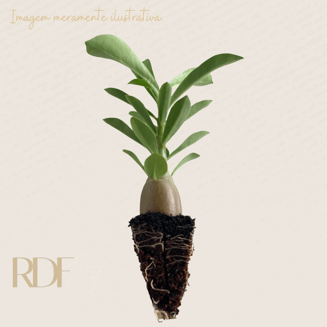 Plug de Rosa do Deserto Somalense Big Size (20 unidades) - Imagem 2