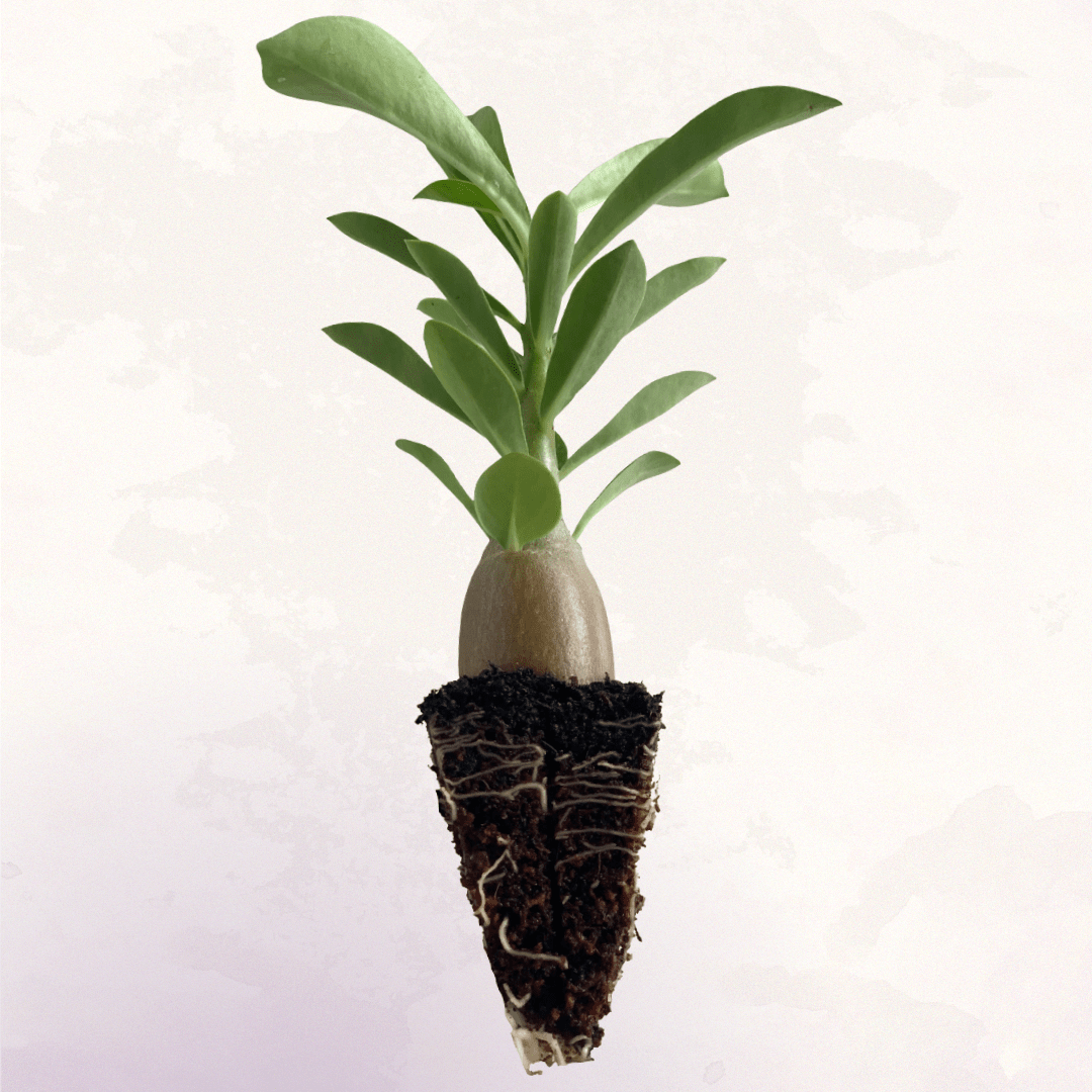 Plug de Rosa do Deserto Somalense Big Size (20 unidades) - Imagem 3