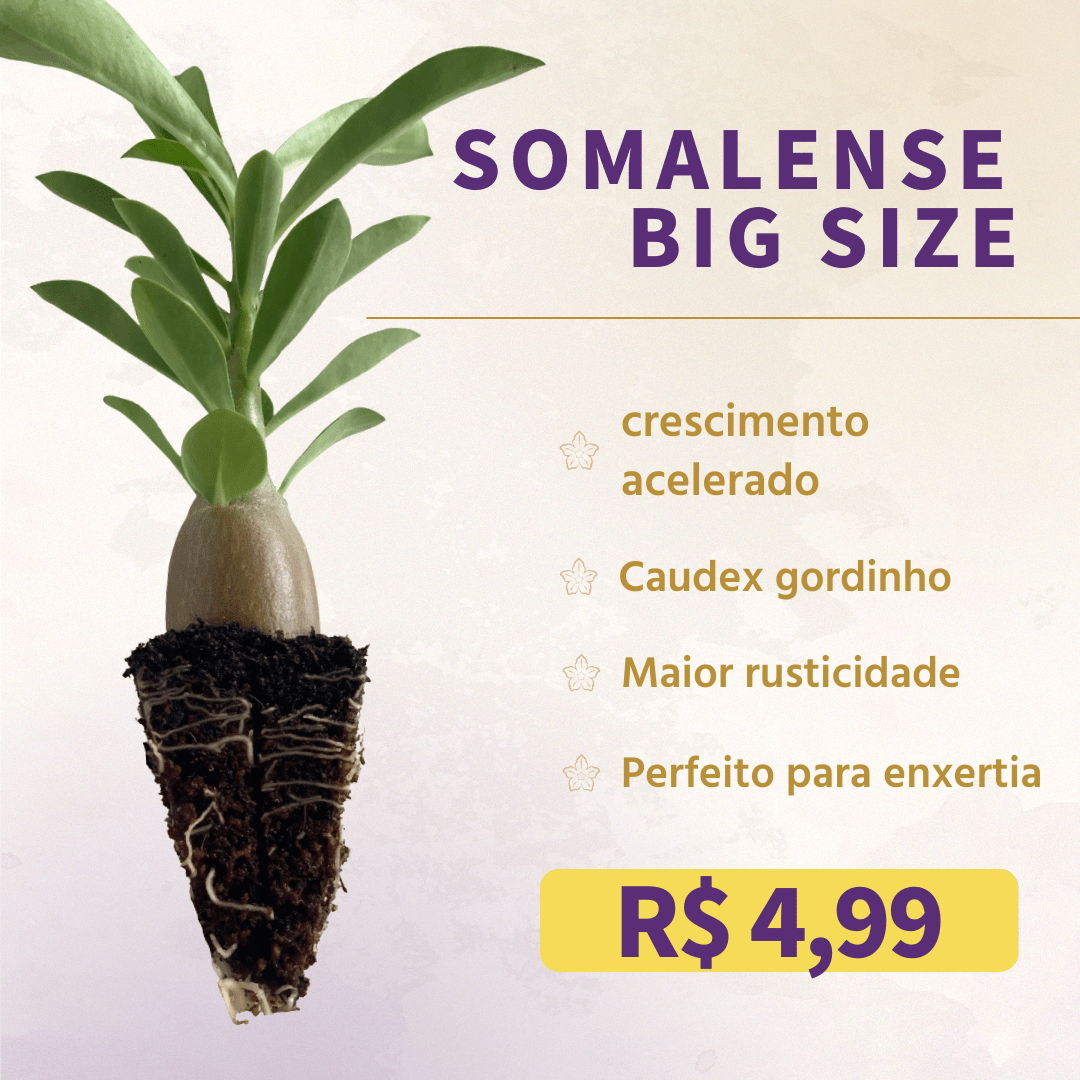 Plug de Rosa do Deserto Somalense Big Size (20 unidades) - Imagem 4