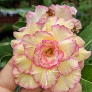 Pré Venda - Rosa do Deserto La Luna