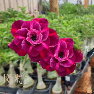 Podadinha - Rosa do Deserto Drunken Beauty