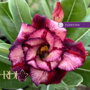 Baby - Rosa Do Deserto Ziyan