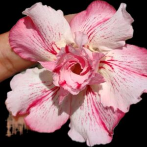 Pré Venda - Rosa Do Deserto Variegata Ap Rosa