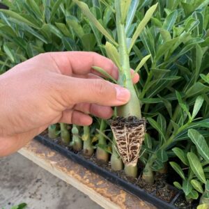 Plug de Rosa do Deserto Somalense Big Size (20 unidades)