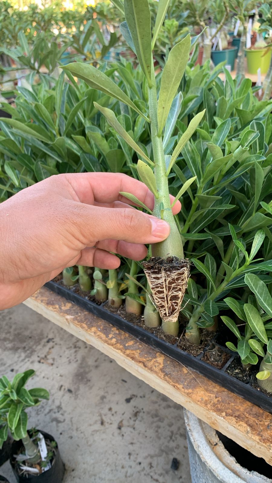 Plug de Rosa do Deserto Somalense Big Size (20 unidades)