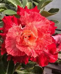 Podadinha - Rosa Do Deserto Kr 58