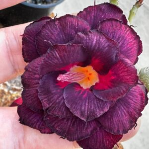 Baby - Rosa do Deserto Dama da Noite