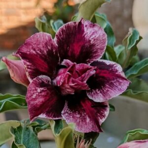 podadinha - Rosa do Deserto Velour Down