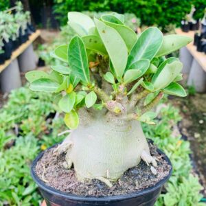 Arabicum Podadinha Identificada