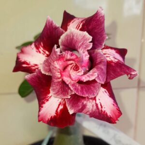 Baby - Rosa do Deserto Mei Xiang