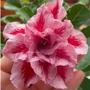 Pré Venda - Rosa Do Deserto LM 2