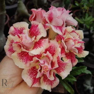 Podadinha - Rosa Do Deserto Chapadense