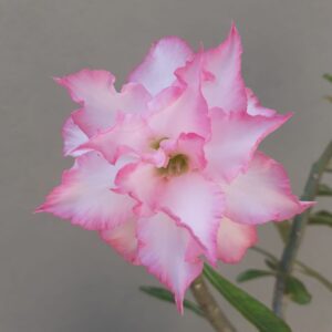 Pré Venda - Rosa do Deserto Variegata Ice