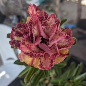 Pré Venda - Rosa do Deserto Triple Whish III