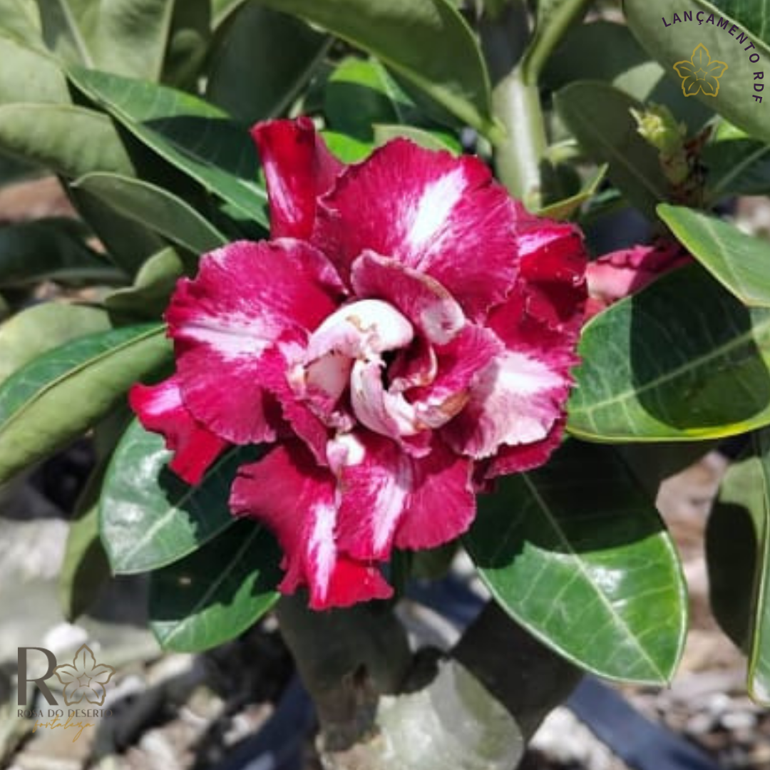 Pré Venda - Rosa do Deserto Mei Xiang 2