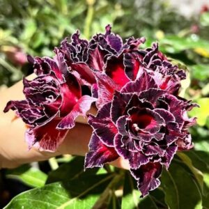 Pré Venda - Rosa do Deserto rihanna