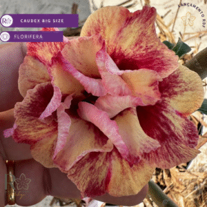 Pré Venda - Rosa do Deserto Golden Faith II