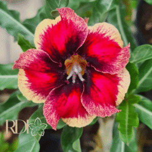 Pré Venda - Rosa do Deserto capixaba