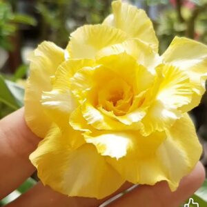 Podadinha - Rosa do Deserto Zaad