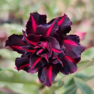 Baby - Rosa do Deserto Mustang black