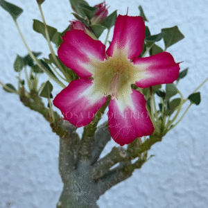 Pré Venda - Rosa do Deserto Fiona - Leaf Spoon
