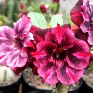 Pré Venda - Rosa do Deserto Double Pluto