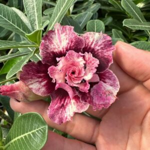 Podadinha - Rosa do Deserto Júpiter