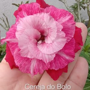 Podadinha - Rosa Do Deserto Cereja do Bolo