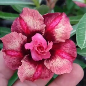 Baby - Rosa do Deserto Duquesa