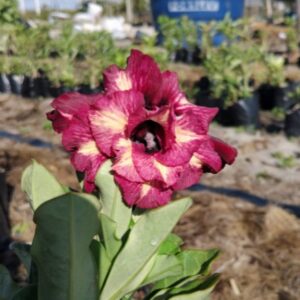 Baby - Rosa do Deserto Blossom