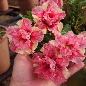 Pré-Venda Rosa do Deserto Florêntina