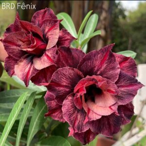 Podadinha - Rosa do Deserto Fênix