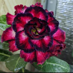 Pré-Venda Rosa do Deserto Illusion