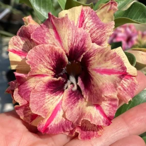 Podadinha - Rosa do Deserto Diva