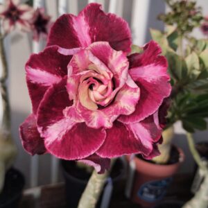 Pré Venda - Rosa Do Deserto Van Helsing